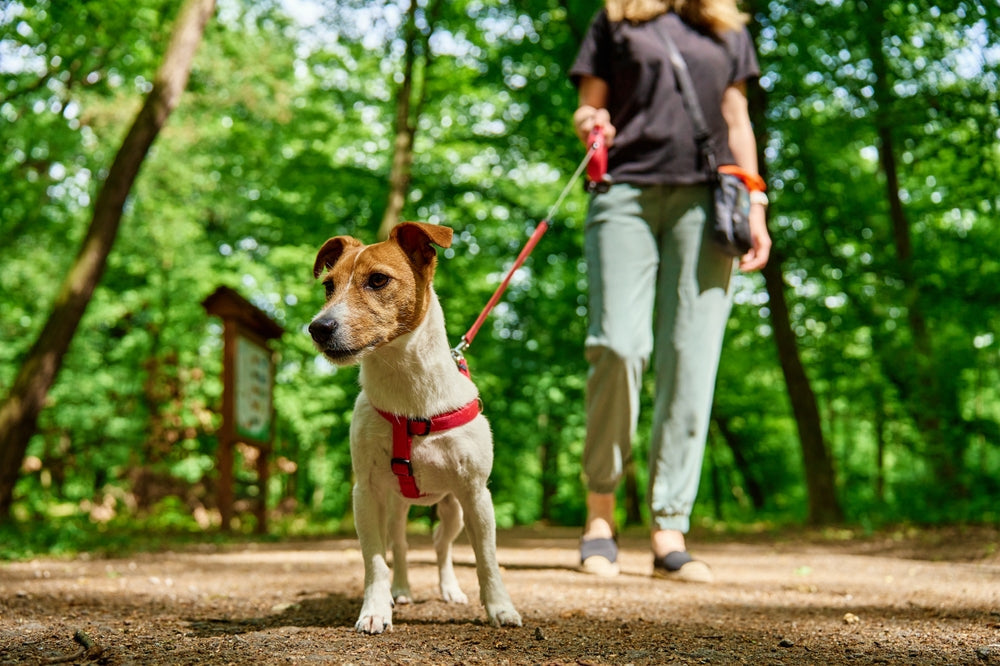 How to Cool Down Your Dog During Canada’s Summer Heat: Expert Tips